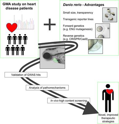 Genetics of Cardiovascular Disease: Fishing for Causality